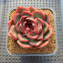 Echeveria 'Espero' 2"-3" New Hybrid Succulent Plant Cutting