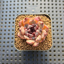 Echeveria 'Blood Maria' x 'Mexican Snowball' 1"-2" Hybrid Succulent Plant Cutting
