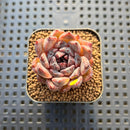 Echeveria 'Blood Maria' x 'Mexican Snowball' 1"-2" Hybrid Succulent Plant Cutting