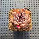 Echeveria 'Blood Maria' x 'Mexican Snowball' 1"-2" Hybrid Succulent Plant Cutting