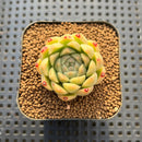 Echeveria 'Mario' 1"-2" Seed Grown Succulent Plant Cutting