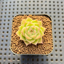 Echeveria 'Mario' 1"-2" Seed Grown Succulent Plant Cutting