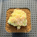 Echeveria 'White Swan' 2" Cluster Succulent Plant Cutting