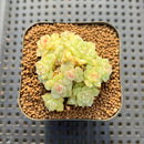 Echeveria 'White Swan' 2" Cluster Succulent Plant Cutting