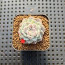 Echeveria 'Snowy Face' 2" Succulent Plant