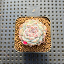 Echeveria 'Snowy Face' 2" Succulent Plant