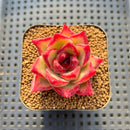 Echeveria Agavoides sp. 2" Succulent Plant Cutting