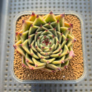 Echeveria 'Peter Pan' 2"-3" Succulent Plant Cutting