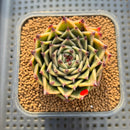 Echeveria 'Peter Pan' 2"-3" Succulent Plant Cutting