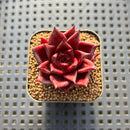 Echeveria Agavoides 'Luming' 2" Succulent Plant