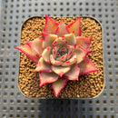 Echeveria 'Pink Fairy' 2" Succulent Plant Cutting