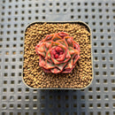 Echeveria Longissima Carunculated 1" Succulent Plant