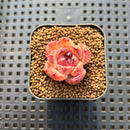 Echeveria sp. 1" Succulent Plant Cutting