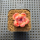 Echeveria sp. 1" Succulent Plant Cutting