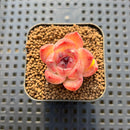 Echeveria sp. 1" Succulent Plant Cutting