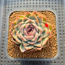 Echeveria 'Jade Bead' 2"-3" Succulent Plant Cutting