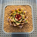 Echeveria 'Magic Coco' 2" Succulent Plant Cutting
