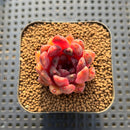 Echeveria 'Plum Ternet' Selected Clone 2" Flower Village Original Hybrid Succulent Plant Cutting