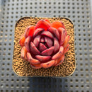 Echeveria 'Hongjo' ('Black Rose' x Laui Hybrid) 2" Flower Village Original Hybrid Succulent Plant Cutting