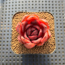 Echeveria 'Hongjo' ('Black Rose' x Laui Hybrid) 2" Flower Village Original Hybrid Succulent Plant Cutting