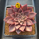 Echeveria 'Evelyn' 3"-4" Succulent Plant Cutting