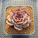 Echeveria 'Black Coco' 2"-3" Succulent Plant Cutting