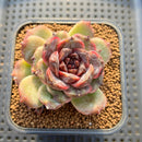Echeveria 'Black Coco' 2"-3" Succulent Plant Cutting