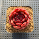 Echeveria Agavoides 'Red Diamond' 2" Succulent Plant Cutting