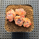 Echeveria 'Karla' 2" Cluster Succulent Plant