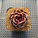 Echeveria 'Magenta' 2" Succulent Plant Cutting