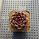 Echeveria 'Magenta' 2" Succulent Plant Cutting