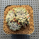 Echeveria 'Hearts Choice' 2" Succulent Plant