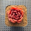 Echeveria 'Hongjo' ('Black Rose' x Laui Hybrid) 2" Flower Village Original Hybrid Succulent Plant Cutting