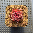 Echeveria 'Nike' 2" Succulent Plant Cutting