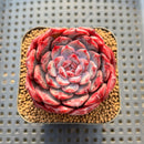Echeveria 'Cherry Shadow' 2" Changhee Original Hybrid Succulent Plant Cutting