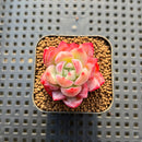 Echeveria 'Spicy Queen' 1" Succulent Plant Cutting