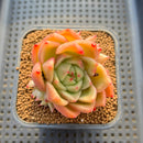 Echeveria Agavoides sp. 2"-3" Succulent Plant Cutting