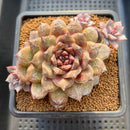 Echeveria 'White Soul' 4"-5" Cluster Succulent Plant Cutting