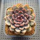Echeveria 'Purple Stone' 3"-4" Succulent Plant Cutting