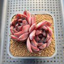Echeveria 'Odette' 2"-3" Double Headed Succulent Plant Cutting