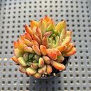 Echeveria 'Green Surf' 2" Succulent Plant
