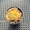 Echeveria sp. 1" Succulent Plant Cutting
