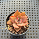 Echeveria sp. 1" Succulent Plant Cutting