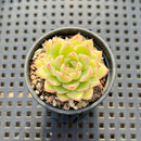 Echeveria sp. 1" Succulent Plant Cutting