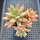 Pachyphytum Compactum 'Glaucum' 3"-4" Cluster Succulent Plant