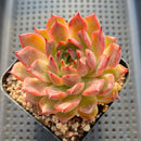 Echeveria 'Nomad' 3"-4" Succulent Plant