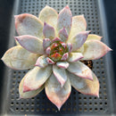 Echeveria 'Black Sabbath' Strange Clone 3"-4" Succulent Plant