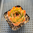 Echeveria 'Jade Star' 2" Succulent Plant