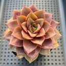 Echeveria 'Mysterious Rose' 3” Succulent Plant