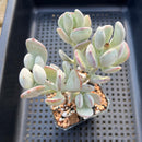 Cotyledon orbiculata var. oophylla 3" Cluster Succulent Plant